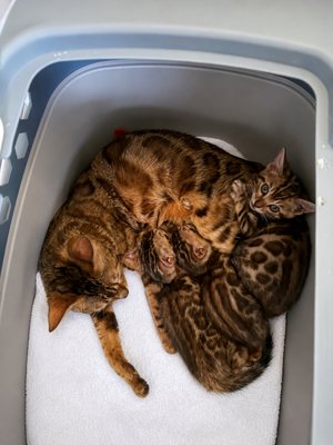 Here are some current and previous litters of Bengal kittens we bred. - Are Bengal kittens arrange anywhere from $1500 up to $2500 each depending on the gender color and markings.
