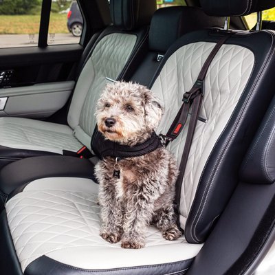 Pet Taxi - Need transportation to and from appointments?  My pet taxi service ensures safe travel for your furry friend.  Whether it is a vet visit or grooming appointment, I’ll chauffeur your pet with care and even stay with them if needed.