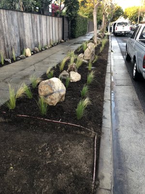 Drought Tolerant Drip Conversion - We removed turf in Venice, CA in order to plant drought tolerant plants and save water using drip irrigation Drought Tolerant Drip Conversion - We removed turf in Venice, CA in order to plant drought tolerant plants and save water using drip irrigation
