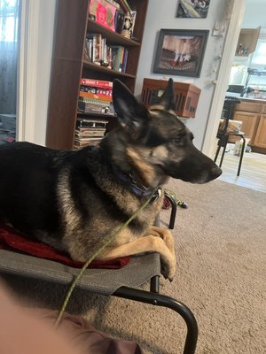 Paarson the German Shepard 2022 - Paarson came to us as a highly “aggressive” dog. She had a lot of leash reactivity, general fear, and lots of anxiety.