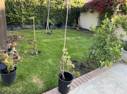 Removal of sod - Removal of Sod Removal of sod - Removal of Sod