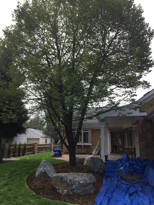 Trimming a Lyndon - This is a full prune. So we thinned the inside, trimmed, and reduced it away from the house. We are a small company and beginning to grow. Arboristry is my passion and I’ve been doing it for 21 yrs. Trimming a Lyndon - This is a full prune. So we thinned the inside, trimmed, and reduced it away from the house. We are a small company and beginning to grow. Arboristry is my passion and I’ve been doing it for 21 yrs.