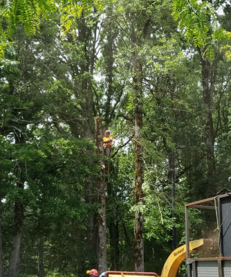 Tree Removal - This Client wanted to remove the tree since the tree was rotting from the inside and he did not want there to be an accident in the area since it is a busy place with employers so he did not hesitate and called Toto's Tree Service so we could remove the tree. Tree Removal - This Client wanted to remove the tree since the tree was rotting from the inside and he did not want there to be an accident in the area since it is a busy place with employers so he did not hesitate and called Toto's Tree Service so we could remove the tree.
