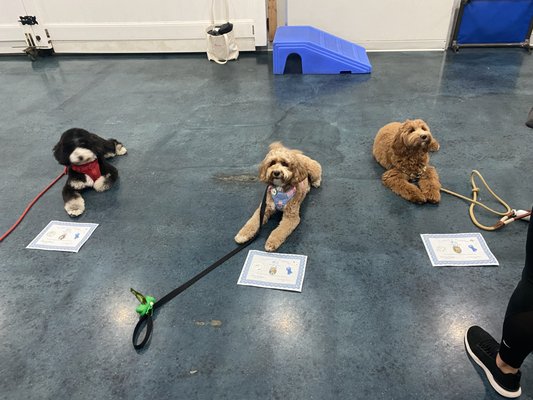 Mind Your Manners - Group Class! - This class teaches you how to get and keep your dog's focus around other dogs, helps you teach your dog to politely greet humans, and other important city manners! Mind Your Manners - Group Class! - This class teaches you how to get and keep your dog's focus around other dogs, helps you teach your dog to politely greet humans, and other important city manners!