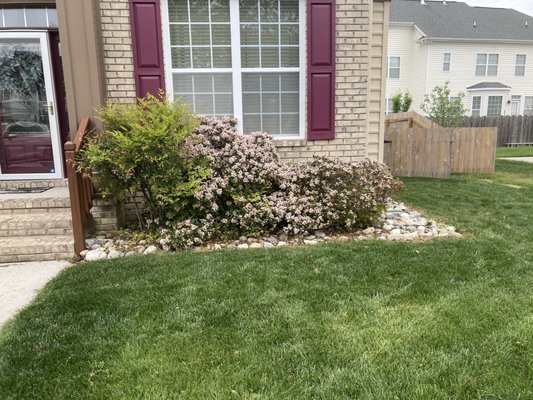 Flowerbed Cleanup/Retaining Wall & Bush Installation - The customer wanted to install a retaining wall along their fence in the backyard and install vanilla spice bushes along the length of the retaining wall. Installed new paver area for trash cans. Installed paver border around HVAC system in back yard. Cleaned front flower beds, installed vanilla spice bushes and installed mulch throughout. Flowerbed Cleanup/Retaining Wall & Bush Installation - The customer wanted to install a retaining wall along their fence in the backyard and install vanilla spice bushes along the length of the retaining wall. Installed new paver area for trash cans. Installed paver border around HVAC system in back yard. Cleaned front flower beds, installed vanilla spice bushes and installed mulch throughout.