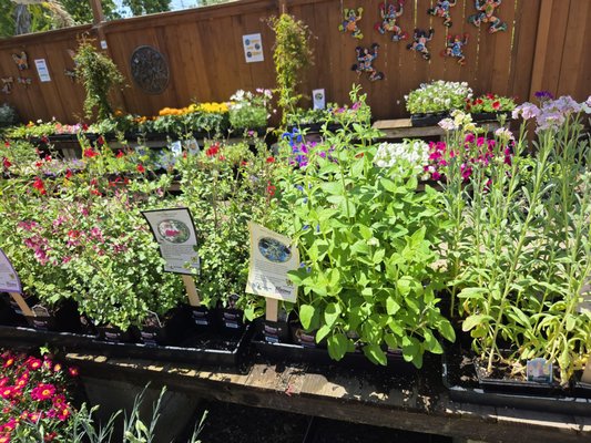 Pollinators - We carry a large selection of pollinators; perfect to create balance in your landscape. Pollinators - We carry a large selection of pollinators; perfect to create balance in your landscape.