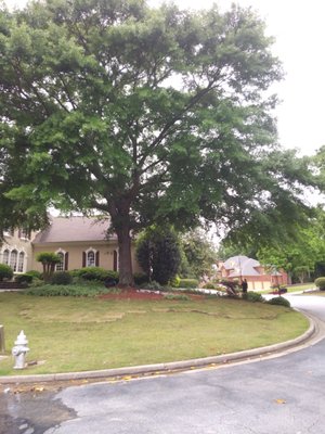 Tree Pruning - This is a large Oak Tree which was pruned to ANSI A300 Arbor Standards.