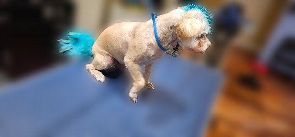 Charley - Today, Charley received his regular groom with a touch-up to his mohawk and tail. Charley - Today, Charley received his regular groom with a touch-up to his mohawk and tail.