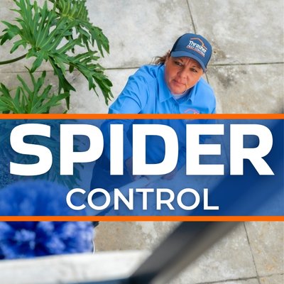Spider Control in San Diego from Carlsbad to Chula Vista and inland - Professional and dependable spider control in San Diego, from Carlsbad to Chula Vista and inland.
We start with a thorough inspection of your home’s interior and exterior. Our experts check common spider entry points and hiding spots like eaves, corners, and dark spaces. You’ll learn exactly where spiders are getting in and nesting.
We create your treatment plan based on the spider species and activity levels found. Our service targets both active spider populations and their food sources to prevent future infestations.
On service day, we treat your home’s perimeter, web-prone areas, and potential entry points. We remove existing webs and apply long-lasting treatments to keep spiders out.
Recurring pest control services are designed to provide consistent coverage throughout the year. If pest activity occurs between scheduled visits, our team can provide additional service as needed, depending on the specific treatment plan. Spider Control in San Diego from Carlsbad to Chula Vista and inland - Professional and dependable spider control in San Diego, from Carlsbad to Chula Vista and inland.
We start with a thorough inspection of your home’s interior and exterior. Our experts check common spider entry points and hiding spots like eaves, corners, and dark spaces. You’ll learn exactly where spiders are getting in and nesting.
We create your treatment plan based on the spider species and activity levels found. Our service targets both active spider populations and their food sources to prevent future infestations.
On service day, we treat your home’s perimeter, web-prone areas, and potential entry points. We remove existing webs and apply long-lasting treatments to keep spiders out.
Recurring pest control services are designed to provide consistent coverage throughout the year. If pest activity occurs between scheduled visits, our team can provide additional service as needed, depending on the specific treatment plan.