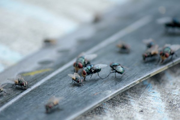 Flies & Stink Bug Extermination - Fruit flies and house flies are a nuisance and can carry serious diseases. We will work with you to eliminate the flies’ habitat and conditions in which they thrive. It is important to keep trash receptacles clean and practice good sanitation. Flies & Stink Bug Extermination - Fruit flies and house flies are a nuisance and can carry serious diseases. We will work with you to eliminate the flies’ habitat and conditions in which they thrive. It is important to keep trash receptacles clean and practice good sanitation.