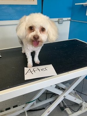Dog Grooming & Boarding - Phoenix's Dog Town Pet Spa is under new management and running unbeatable specials for grooming and or boarding. Call now to learn more about pricing, services and availability.