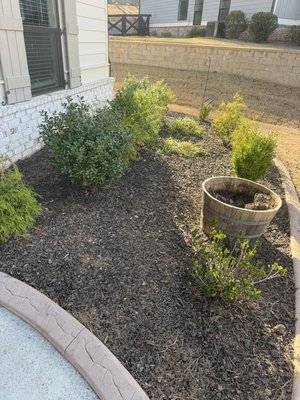 Bed restoration - This bed was originally a rubber mulch bed, then covered with pine straw. The before pictures are after the removal of the pine straw. Then we removed a good amount of the rubber mulch and installed fresh black mulch on top!