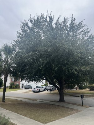 Tree Pruning Projects - Tree pruning is the selective removal of branches, buds, or roots from a tree to improve its health, shape, and size. Tree Pruning Projects - Tree pruning is the selective removal of branches, buds, or roots from a tree to improve its health, shape, and size.