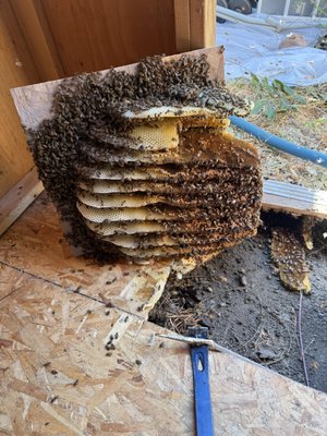 Structural bee removal - Experience matters. With years of experience removing bees I am able to quickly evaluate the situation and give you the best options for removing the bees safely and getting your home back to normal. Structural bee removal - Experience matters. With years of experience removing bees I am able to quickly evaluate the situation and give you the best options for removing the bees safely and getting your home back to normal.