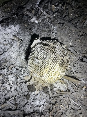 Yellow Jacket Hive Removal - We were called out for stinging insects. Upon arrival, we noticed activity coming from the patio furniture. We inspected the furniture, and we were shocked to find this beautiful honeycomb structure in the soil. We immediately treated and removed the hive. Yellow Jacket Hive Removal - We were called out for stinging insects. Upon arrival, we noticed activity coming from the patio furniture. We inspected the furniture, and we were shocked to find this beautiful honeycomb structure in the soil. We immediately treated and removed the hive.