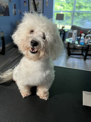 Handsome fellow - This handsome pup was coming in for his routine groom. Handsome fellow - This handsome pup was coming in for his routine groom.