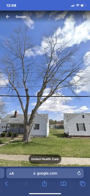 Tree removal - Tree removal by power lines