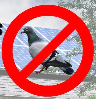 Terrible "befores" - Pigeon problems - Pigeons and Pigeon waste are not only a health threat, but also destroy your investment. No one likes to see "befores" but if this is what you are dealing with, give us a call to schedule a free estimate. We not only provide a warranty for our pigeon guards, but we will also beat or match any legitimate quote! Terrible "befores" - Pigeon problems - Pigeons and Pigeon waste are not only a health threat, but also destroy your investment. No one likes to see "befores" but if this is what you are dealing with, give us a call to schedule a free estimate. We not only provide a warranty for our pigeon guards, but we will also beat or match any legitimate quote!