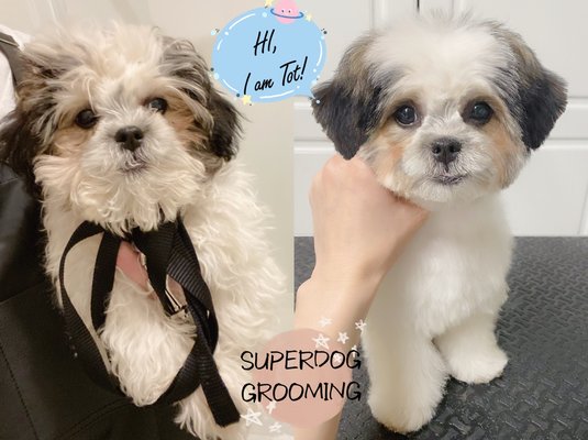 Sweet Sweet Puppies🤣🤗 - Puppies puppies Sweet Sweet Puppies🤣🤗 - Puppies puppies
