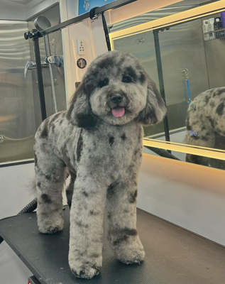 Doodle Trimming - #florida #Miami #doodle #bernadoodle #trimming #grooming Doodle Trimming - #florida #Miami #doodle #bernadoodle #trimming #grooming
