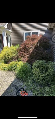 Landscape Project! - We did a full landscape project! Pulling weeds, hedge trimming, taking out debris, planted a few plants, laid down fabric, put in new mulch, hauled away all the yard debris! Landscape Project! - We did a full landscape project! Pulling weeds, hedge trimming, taking out debris, planted a few plants, laid down fabric, put in new mulch, hauled away all the yard debris!
