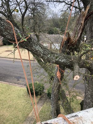 Tree Removal and stump grinding 2020 - Avinger and gladwater tree Removal and Stump grinding.Two trees down and six Stumps ground and the customer being satisfied Tree Removal and stump grinding 2020 - Avinger and gladwater tree Removal and Stump grinding.Two trees down and six Stumps ground and the customer being satisfied