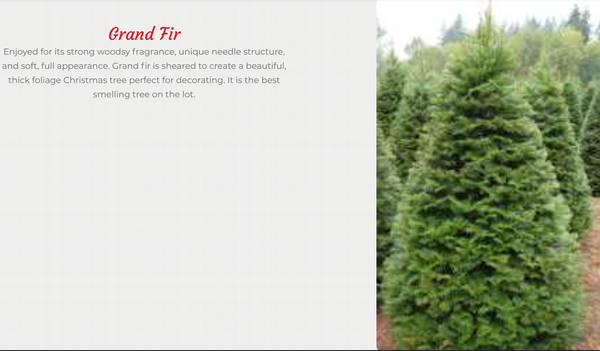 Our Trees - Welcome to Mark’s Christmas Tree Lot’s new Website. My family and I have been in the Christmas Tree business since 1979, when my brother and I started selling trees in front of our father’s grocery store (Ray’s Food Center). We have been in business with the same family owned tree farm in Corvallis, Oregon for 30 years. I have also done business with the same Silver Tip farmer in the Sierra’s for 30 years.