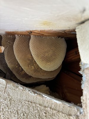 Honeycomb from Honey Bee's - This photo was taken inside a wall where Honey Bee's built this beautiful Honeycomb. Almost too pretty to remove but we can't blame the homeowner for wanting it gone. Call us today for a free estimate!