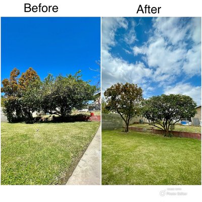 Commercial Tree Removal! - 🌳 Looking for Reliable Tree Services for Your Commercial Property? 🌳

At Golden Tree Service, we specialize in high-quality tree care for large commercial properties, including office buildings, retail centers, and corporate campuses. While we may be a small crew, we’ve got the expertise and equipment to take on big jobs with efficiency and care!

Why choose us? 
✅ Expert team with years of experience in commercial tree care 
✅ Fast, professional, and safe service 
✅ Full-service offerings: trimming, removal, maintenance, and more 
✅ Affordable, personalized solutions for your business

No job is too big—let us help enhance the beauty and safety of your commercial property with professional tree care!

#CommercialTreeCare #TreeMaintenance #TreeRemoval #TreeTrimming #BusinessLandscaping #CaliforniaTrees #LocalExperts #ReliableService
