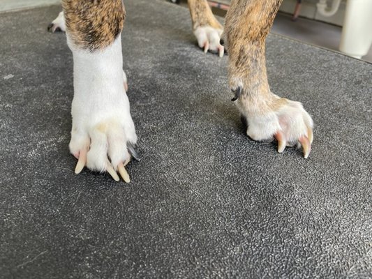 Nail Trims! - Sometimes those nails get a little unruly, but a quick stop by the Salty paw will help! *only $15* Nail Trims! - Sometimes those nails get a little unruly, but a quick stop by the Salty paw will help! *only $15*