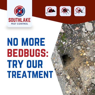 Ant & Cockroach Extermination - A couple of photos from a termite job that we did last year.