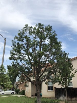 Tree Trimming - Enhance the health, beauty, and safety of your property with our expert tree trimming services! Our experienced team carefully prunes trees to remove dead or overgrown branches, improve shape, and promote healthy growth. We use professional equipment and safe techniques to protect your landscape and home, leaving every site neat and tidy.
Whether you need routine maintenance, storm damage cleanup, or specialized shaping, we're committed to delivering reliable results and outstanding customer service for both residential and commercial properties.
Contact us today to schedule your tree trimming and keep your trees looking their best year-round! Tree Trimming - Enhance the health, beauty, and safety of your property with our expert tree trimming services! Our experienced team carefully prunes trees to remove dead or overgrown branches, improve shape, and promote healthy growth. We use professional equipment and safe techniques to protect your landscape and home, leaving every site neat and tidy.
Whether you need routine maintenance, storm damage cleanup, or specialized shaping, we're committed to delivering reliable results and outstanding customer service for both residential and commercial properties.
Contact us today to schedule your tree trimming and keep your trees looking their best year-round!