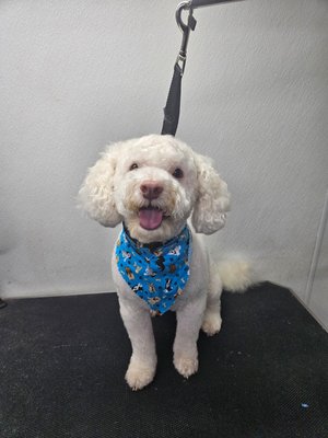 Bronnie - This was Bronnie's first professional haircut. His family wants the cute fluffy teddy bear look. With shaping and tight trimming we are on the right track to get him to the exact look his family wants. They are amazing and brush him daily so it's going to give me the opportunity to maintain the perfect teddy bear look. Bronnie - This was Bronnie's first professional haircut. His family wants the cute fluffy teddy bear look. With shaping and tight trimming we are on the right track to get him to the exact look his family wants. They are amazing and brush him daily so it's going to give me the opportunity to maintain the perfect teddy bear look.