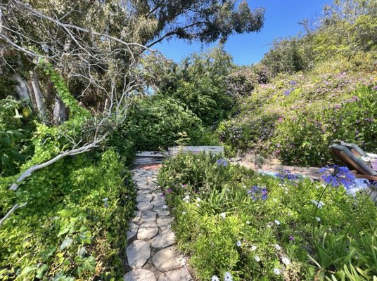 Canary Island palm pruning and general clean up - Canary island palms and clean up Canary Island palm pruning and general clean up - Canary island palms and clean up