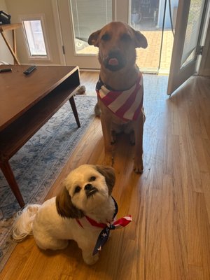 sibling discount - sibling discount up to 20-40 dollars off full groom
Tuesday $5-10 off baths sibling discount - sibling discount up to 20-40 dollars off full groom
Tuesday $5-10 off baths