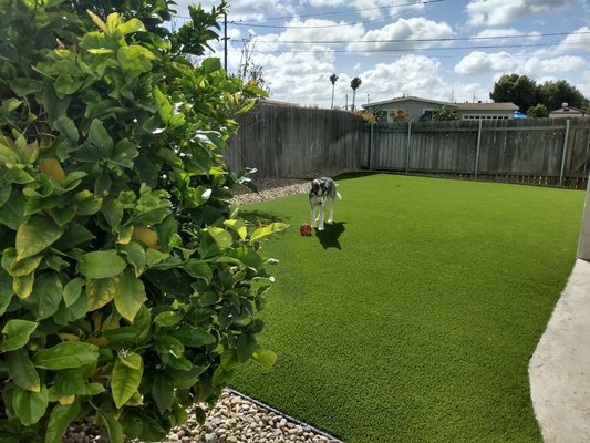 Pet Project Installation - Call Today to get your beautiful turf installed today with 🌱US Turf & Pavers. We offer finance, and amazing deals you can't miss out.
If you would like to learn more about our services or are needing a FREE estimate, contact us today!
📲(619)-414-4168
👉Visit us on Instagram, & yelp Pet Project Installation - Call Today to get your beautiful turf installed today with 🌱US Turf & Pavers. We offer finance, and amazing deals you can't miss out.
If you would like to learn more about our services or are needing a FREE estimate, contact us today!
📲(619)-414-4168
👉Visit us on Instagram, & yelp