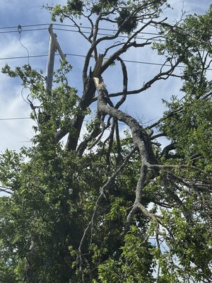 Tree branch removal - Storm broke some tree branches so we went the next day and solved the customers problem! Happy customer