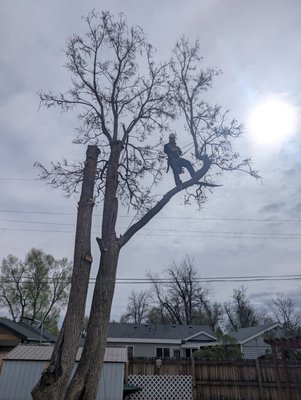 fun catalpa! - 40 ft dead and rotting catalpa tree next to a fence, shed, and power lines we removed. fun catalpa! - 40 ft dead and rotting catalpa tree next to a fence, shed, and power lines we removed.