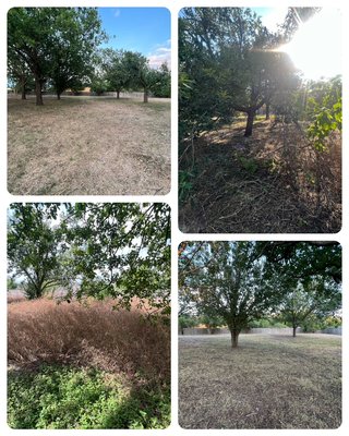 Tree pruning - We pruned all trees in this back yard and cut down tall overgrown weeds. Tree pruning - We pruned all trees in this back yard and cut down tall overgrown weeds.