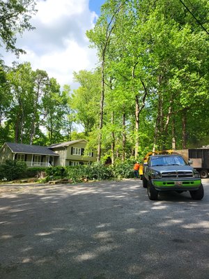 tree options - we are ready to work. anytime, any day, farway is not problem. tree options - we are ready to work. anytime, any day, farway is not problem.