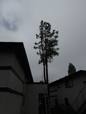 Tree removal - Tree removal