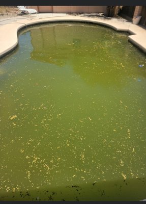 Complete Chlorine Wash, Pool sat for one year with nothing done !!! - We got a call from a customer with a swimming pool that was resurfaced two years ago. The pool sat for one year without any maintenance, chemicals, or anything done. It was completely stained , And we did everything we could to get it back to where it needed to be. This one took a Chlorine Wash and multiple acid washes. Turned out beautiful !!! Complete Chlorine Wash, Pool sat for one year with nothing done !!! - We got a call from a customer with a swimming pool that was resurfaced two years ago. The pool sat for one year without any maintenance, chemicals, or anything done. It was completely stained , And we did everything we could to get it back to where it needed to be. This one took a Chlorine Wash and multiple acid washes. Turned out beautiful !!!