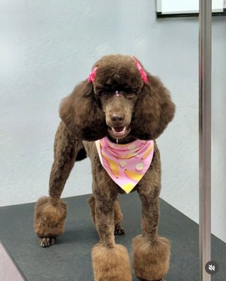 Lush Groom - Includes haircut & style, massage bath & condition, blueberry facial, blowout, 15 min brush out, nail trim & grind, ear cleaning & plucking (if needed), teeth brushing, gland expression (upon request), and fluff & puff. More Photos on our Instagram Profile @lushspaw

A Material Fee of $4 is added to every Groom and Bath to help cover costs of the best supplies and materials for your pet. It is not a service fee or a gratuity.