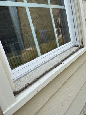 Gross Windows Before and After. Lake side windows - Hello, here at Wash and Learn, we uniquely approach things. Let me explain. Instead of relying on harmful chemicals that could pose risks to you, your house's hygiene, and vegetation, WashandLearn is a completely chemical-free company. Instead, we employ a deionizer, which scientifically loosens dust, dirt, and particles, along with top-notch city water chemical filters to ensure the water we use registers a 0 on the PH scale (International Water Cleanliness Scale, where lower indicates cleaner). This enables us to achieve spotless and streak-free windows when they dry.
Furthermore, instead of using ladders that may potentially cause damage to your house, we utilize 40ft extendable water-fed poles equipped with nylon brushes on the end. These poles allow us to thoroughly scrub the windows, frames, sills, trim, and shutters, reaching even the smallest creases.
In addition to these services, we also provide competition-crushing prices Gross Windows Before and After. Lake side windows - Hello, here at Wash and Learn, we uniquely approach things. Let me explain. Instead of relying on harmful chemicals that could pose risks to you, your house's hygiene, and vegetation, WashandLearn is a completely chemical-free company. Instead, we employ a deionizer, which scientifically loosens dust, dirt, and particles, along with top-notch city water chemical filters to ensure the water we use registers a 0 on the PH scale (International Water Cleanliness Scale, where lower indicates cleaner). This enables us to achieve spotless and streak-free windows when they dry.
Furthermore, instead of using ladders that may potentially cause damage to your house, we utilize 40ft extendable water-fed poles equipped with nylon brushes on the end. These poles allow us to thoroughly scrub the windows, frames, sills, trim, and shutters, reaching even the smallest creases.
In addition to these services, we also provide competition-crushing prices