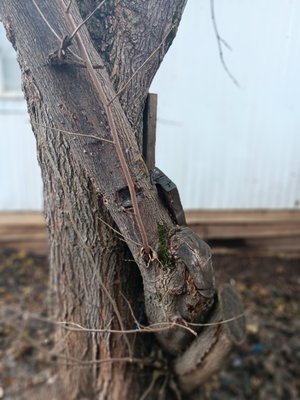 Mulberry restoration. - This Mulberry tree is between two mobile homes and has been growing vigorously unstructurally for a while. It has been cut hard and allowed to grow its defects. Strapping and pruning is the prescription. Mulberry restoration. - This Mulberry tree is between two mobile homes and has been growing vigorously unstructurally for a while. It has been cut hard and allowed to grow its defects. Strapping and pruning is the prescription.