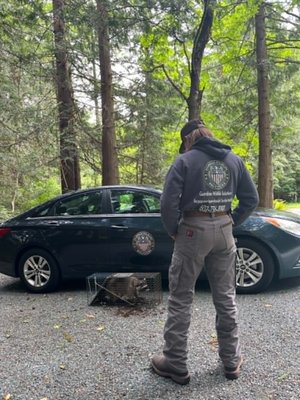 Raccoon Removal - Guardian Wildlife Solutions provides fast, professional raccoon removal services designed to resolve your wildlife problem as quickly as possible. Our team responds promptly to inspect the situation, identify entry points, and safely remove the raccoon from your property. Whenever possible, we work to fully resolve the issue during the initial visit, including securing and repairing the animal's entry point to prevent re-entry.
Because every situation is unique, we also develop contingency plans when same-day resolution is not possible. This may include the installation of one-way exclusion devices, follow-up inspections, additional trapping strategies, or expanded exclusion work to ensure the raccoon is permanently removed. Our goal is to provide an effective, long-term solution that protects your home while utilizing safe and humane wildlife control methods. Raccoon Removal - Guardian Wildlife Solutions provides fast, professional raccoon removal services designed to resolve your wildlife problem as quickly as possible. Our team responds promptly to inspect the situation, identify entry points, and safely remove the raccoon from your property. Whenever possible, we work to fully resolve the issue during the initial visit, including securing and repairing the animal's entry point to prevent re-entry.
Because every situation is unique, we also develop contingency plans when same-day resolution is not possible. This may include the installation of one-way exclusion devices, follow-up inspections, additional trapping strategies, or expanded exclusion work to ensure the raccoon is permanently removed. Our goal is to provide an effective, long-term solution that protects your home while utilizing safe and humane wildlife control methods.