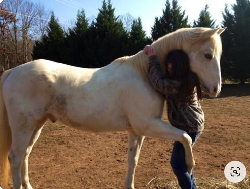 Equestrian Assisted Psychotherapy - Our team of instructors are highly qualified and experienced horse riders with over 30 years of being licensed to do psychotherapy. They are passionate about teaching and dedicated to ensuring our visitors, patients and boarders have the best experience. Equestrian Assisted Psychotherapy - Our team of instructors are highly qualified and experienced horse riders with over 30 years of being licensed to do psychotherapy. They are passionate about teaching and dedicated to ensuring our visitors, patients and boarders have the best experience.