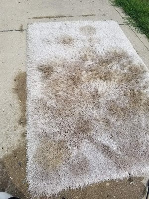 Heavy dog pee in thick shag area rug. - The customer was reluctant to replace this area rug so they hired us to treat and clean it to see what we could do to save it. They were happy with the results.