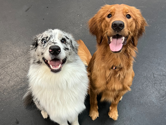 Dog Training - We offer multiple forms of training including in home and at the training center.  We also can do group or private sessions.  Our training packages are developed specifically for each client we see based on what best fits their situation and their goals.