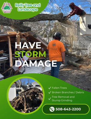 Tree Care - Reilly Tree and Landscape offers exceptional tree care for our clients. There are many reasons to prune your trees. First and foremost, you want to keep your trees well maintained for safety reasons. A safe tree is a healthy tree! Also, by removing deadwood from trees you help to eliminate entry ways for insects and diseases. Proper pruning techniques can help eliminate storm damage and keep a tree, or shrub, in scale with both your yard and your home.
Our tree care services include tree pruning and removal, stump removal, tree and shrub fertilization, and ornamental tree and shrub pruning.
Pruning not only improves the appearance and health of your trees, but also increases the value of those trees, which in turn increases the value of your property!
Our certified arborists are skilled in structure, ornamental and safety pruning and we adhere to the latest safety standards. Tree Care - Reilly Tree and Landscape offers exceptional tree care for our clients. There are many reasons to prune your trees. First and foremost, you want to keep your trees well maintained for safety reasons. A safe tree is a healthy tree! Also, by removing deadwood from trees you help to eliminate entry ways for insects and diseases. Proper pruning techniques can help eliminate storm damage and keep a tree, or shrub, in scale with both your yard and your home.
Our tree care services include tree pruning and removal, stump removal, tree and shrub fertilization, and ornamental tree and shrub pruning.
Pruning not only improves the appearance and health of your trees, but also increases the value of those trees, which in turn increases the value of your property!
Our certified arborists are skilled in structure, ornamental and safety pruning and we adhere to the latest safety standards.